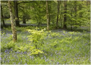 Holme wood beech and bluebells _79A0569